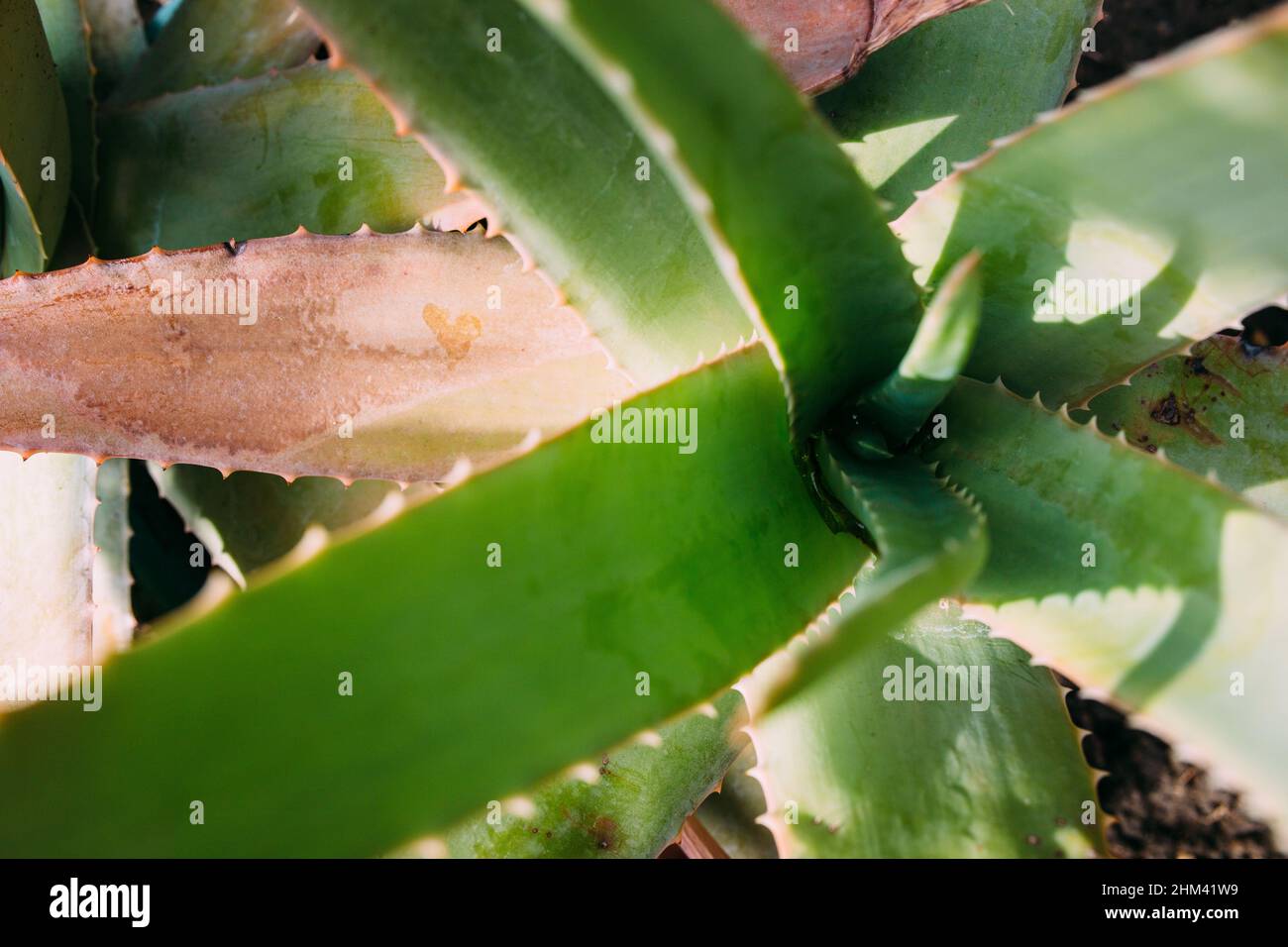 Big cactus in the pots. Cactus for decoration. Fluffy cactus with long needles. Stock Photo