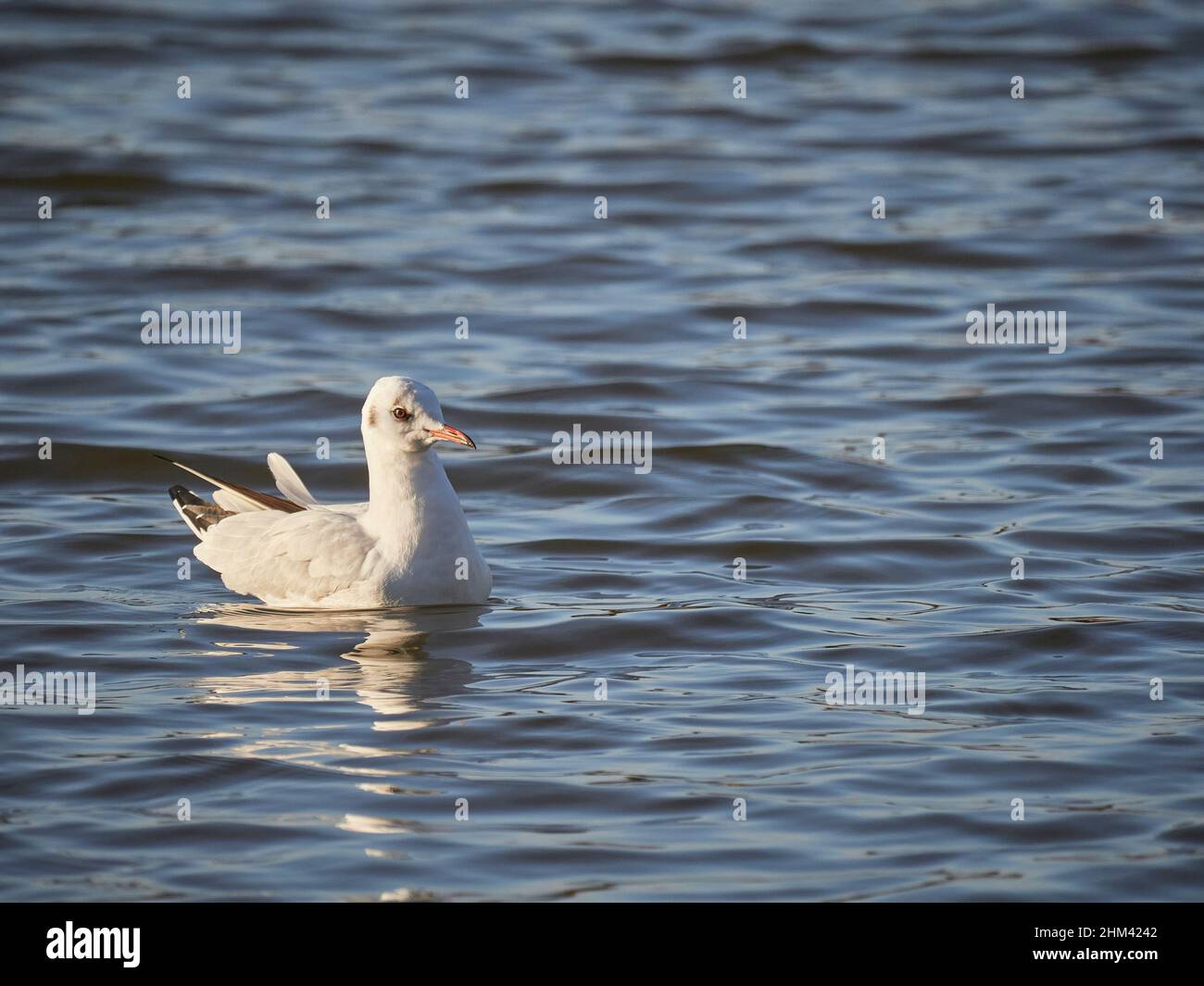A Common Gull (Larus Canus) or Seagull on its own floating on the surface of a lake in January, UK Stock Photo