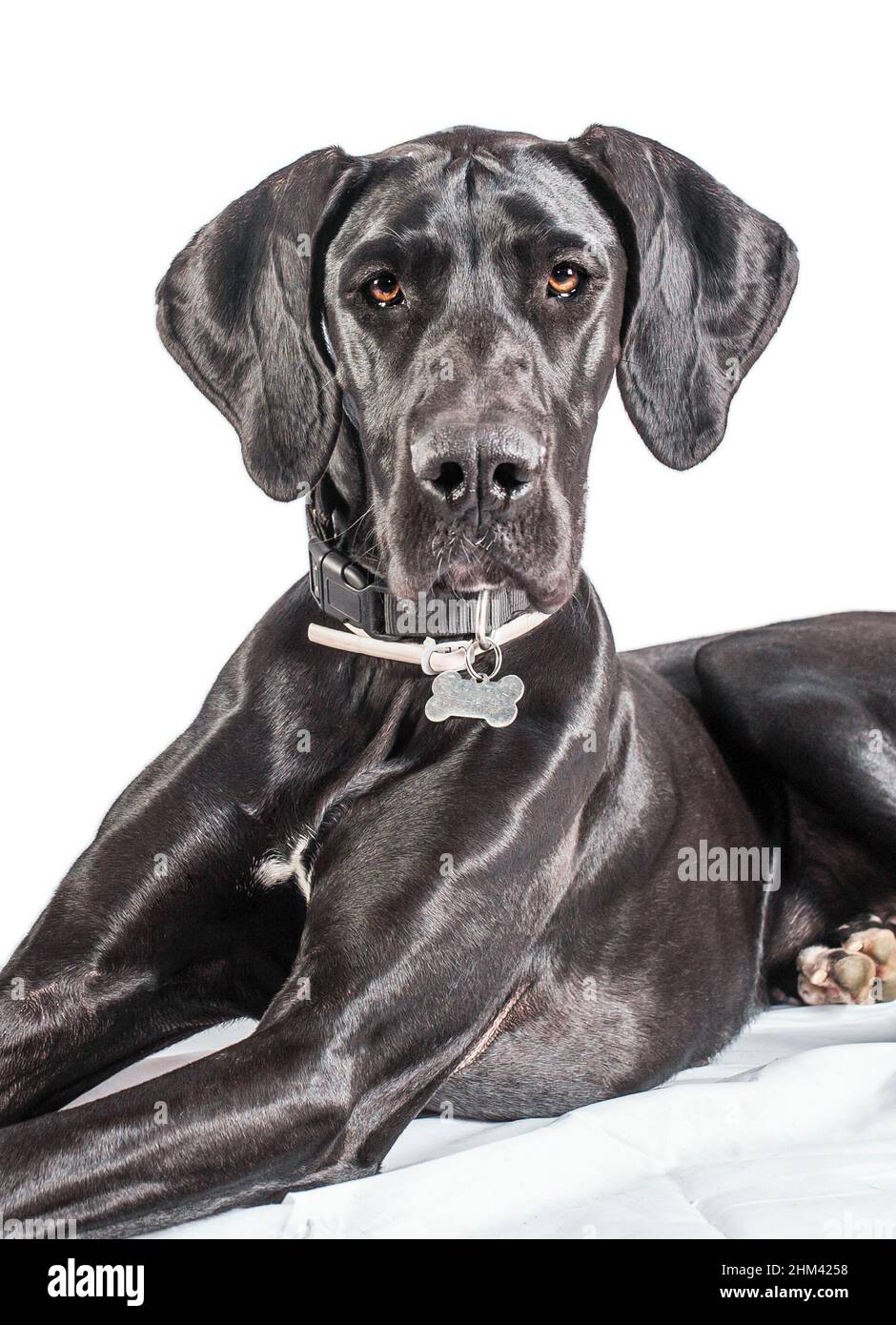 Great Dane dog portrait, one of the largest breeds in the world. Black young female. Isolated over white background Stock Photo