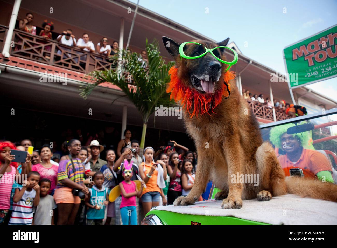 A German Shepard in novelty glasses rides on a Mini Moke during a carnival parade in the Seychelles. Stock Photo