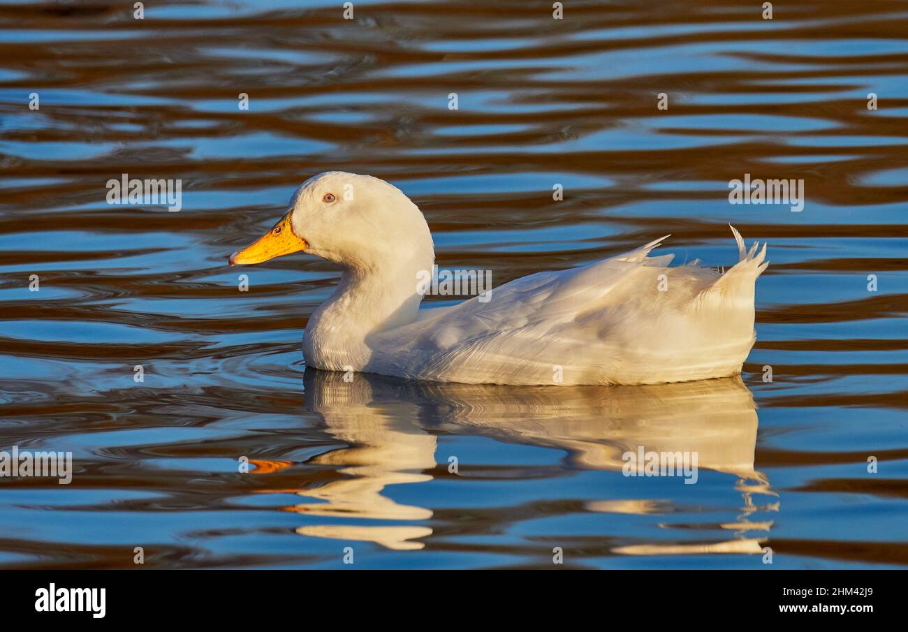 A white Duck floating on a lake in the UK with the early evening winters sun reflecting in water Stock Photo
