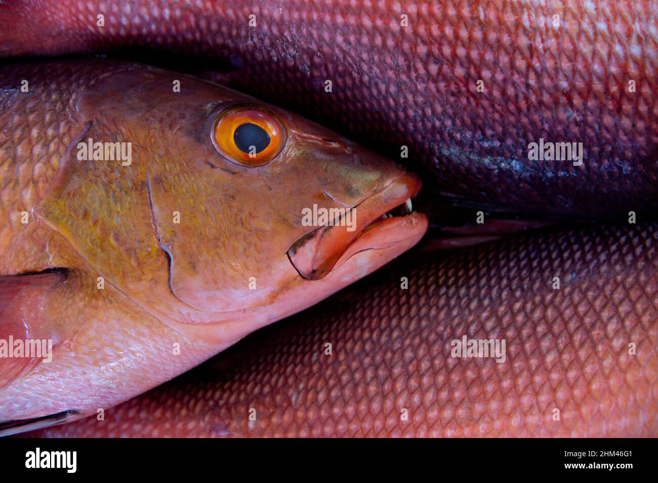 Close up of freshly caught Red Snapper. Stock Photo