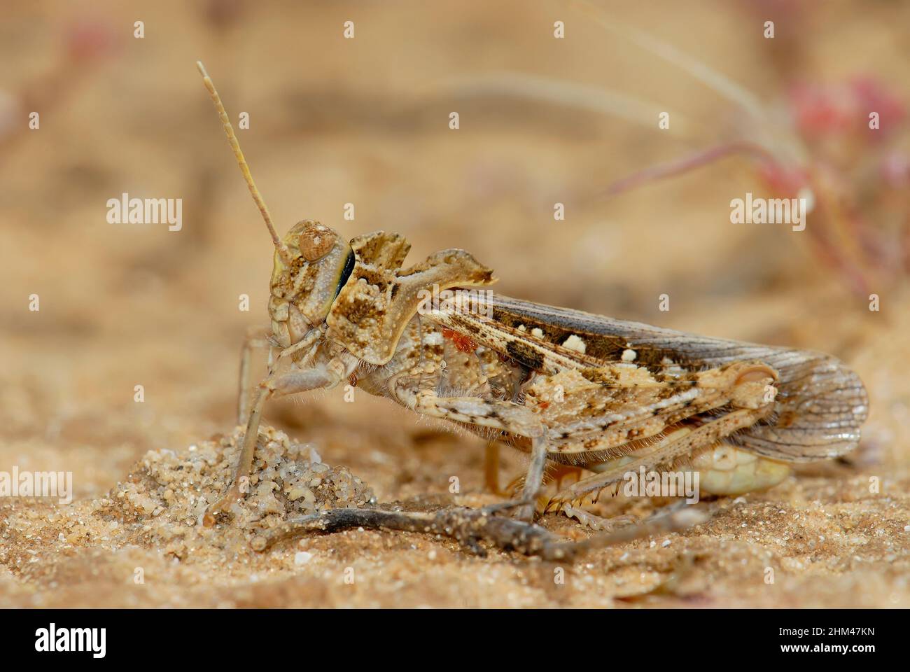 Grasshopper Camouflage Hi res Stock Photography And Images Alamy Grasshopper Camouflage Hi res Stock Photography And Images Alamy