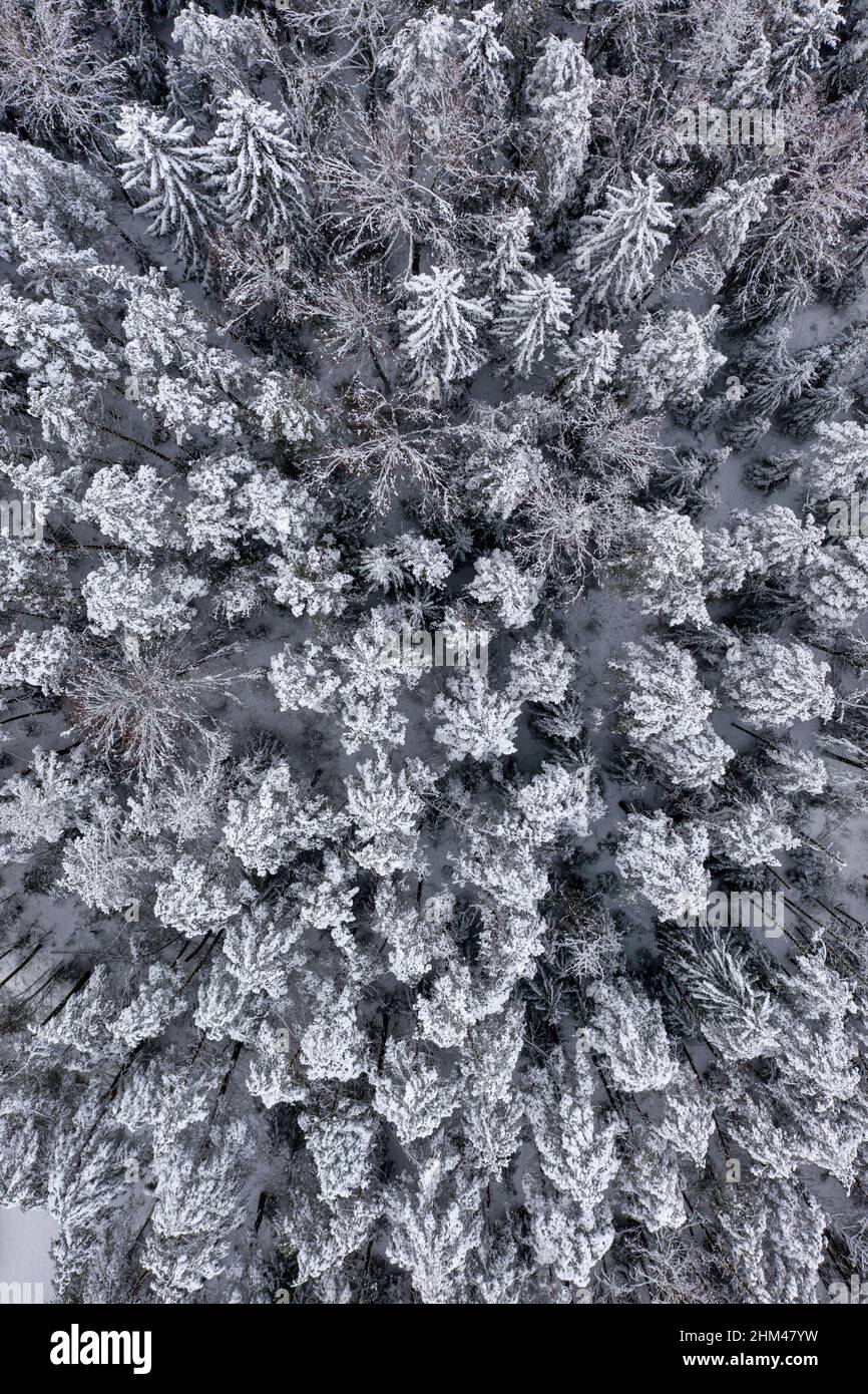Snow covered forest trees tops. Nature after heavy snowfall blizzard. Aerial of winter forest Stock Photo