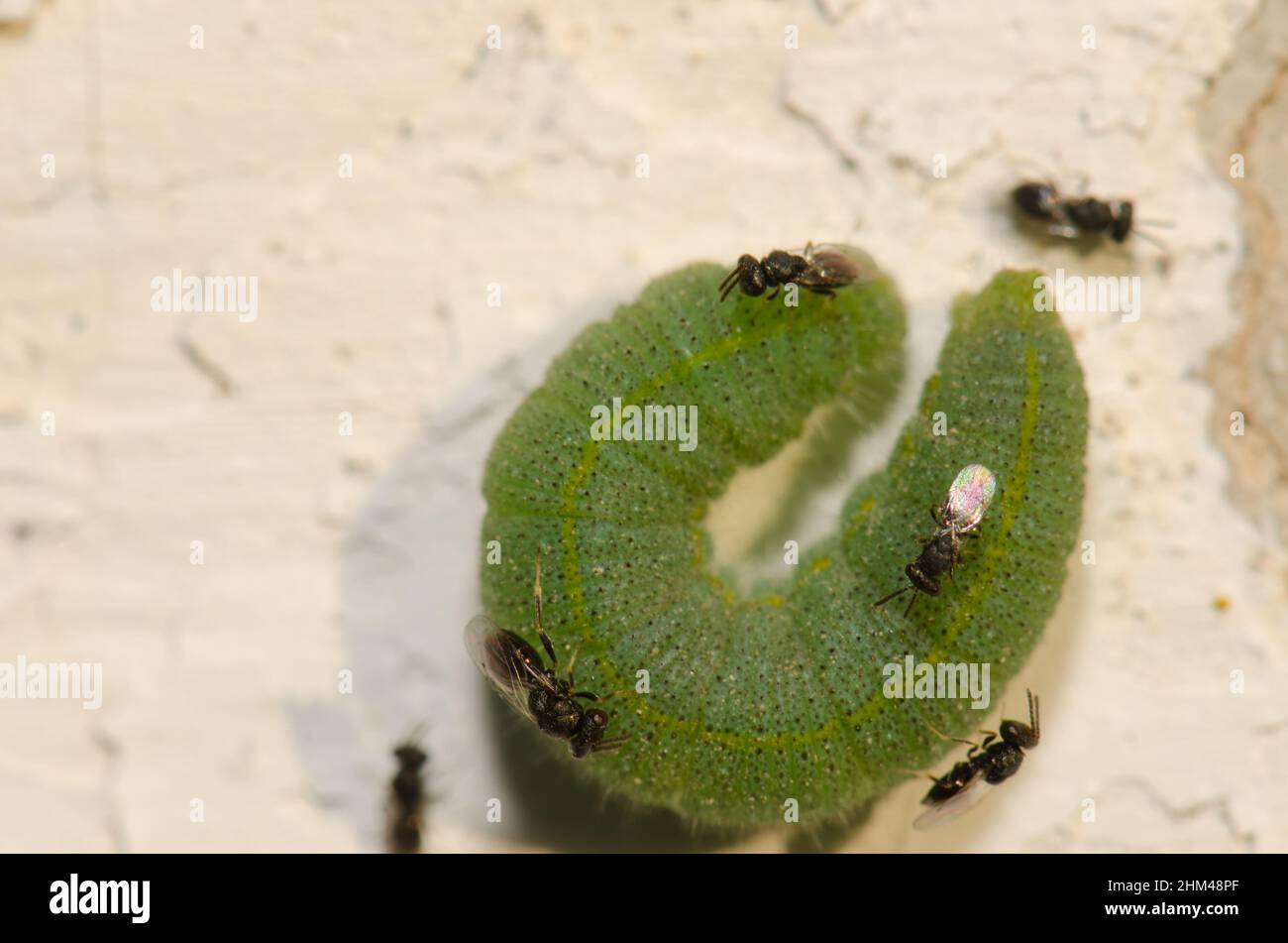 White butterfly parasite Cotesia glomerata looking to lay their eggs on a caterpillar of small white Pieris rapae. Gran Canaria. Canary Islands. Spain Stock Photo