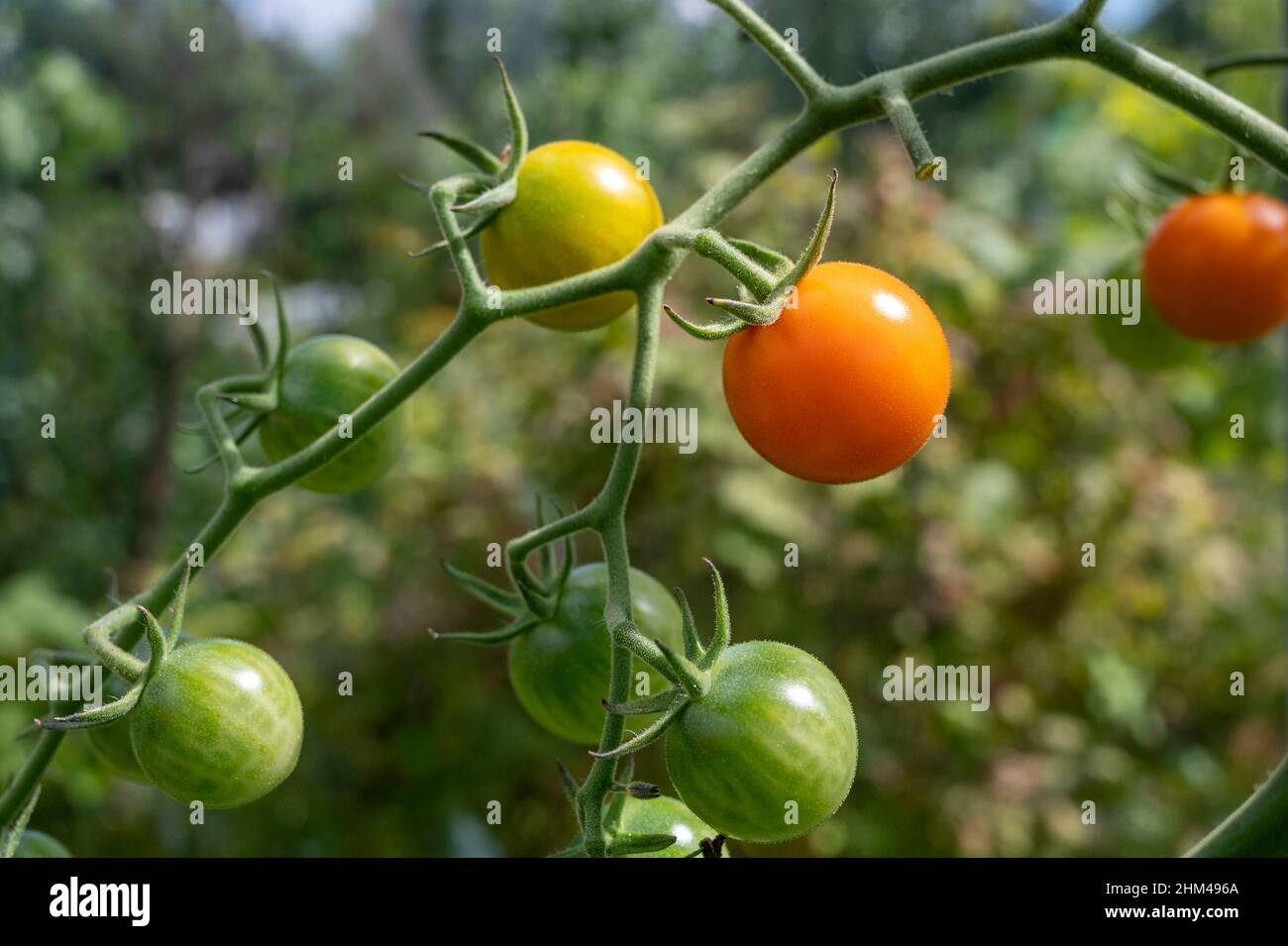 Homegrown Sungold tomatoes growing and ripening on a vine. Stock Photo