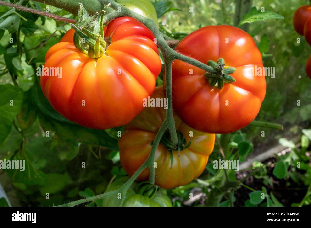 Home grown Marmande tomatoes growing and ripening in the sun. Stock Photo
