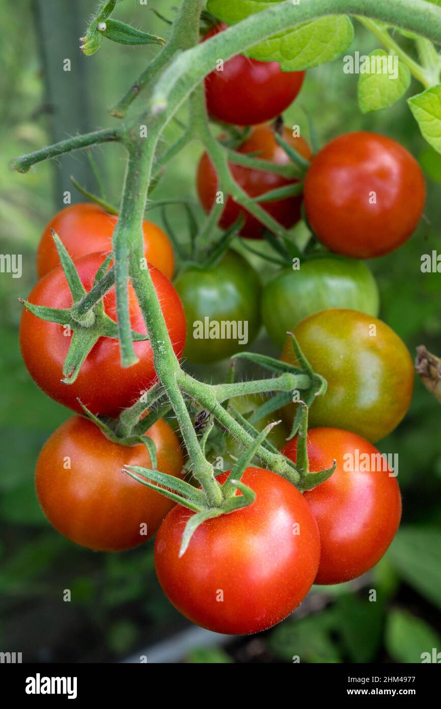 Home grown Gardeners Delight tomatoes growing and ripening on the vine Stock Photo Alamy