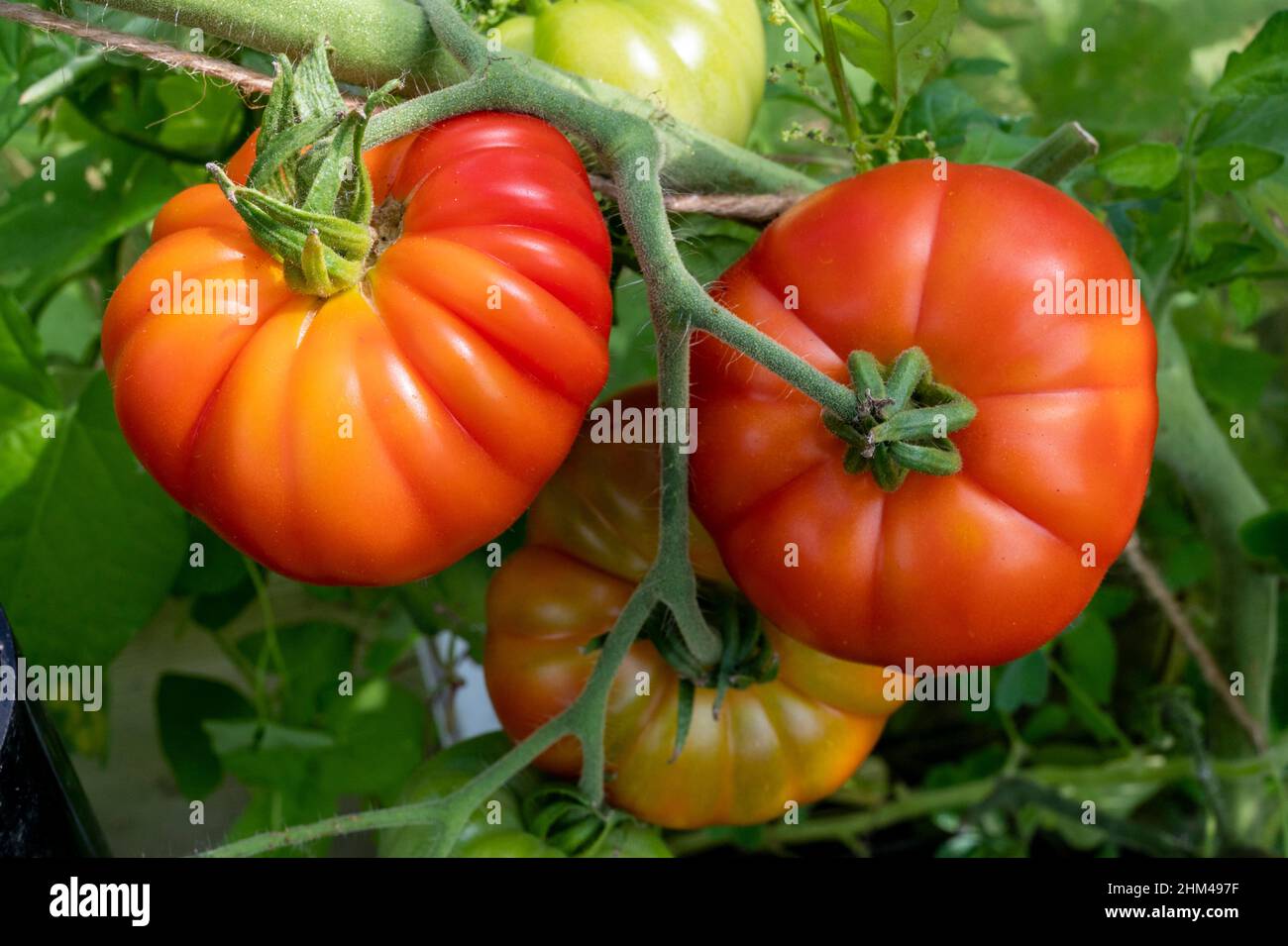 Home grown Marmande tomatoes growing and ripening in the sun. Stock Photo