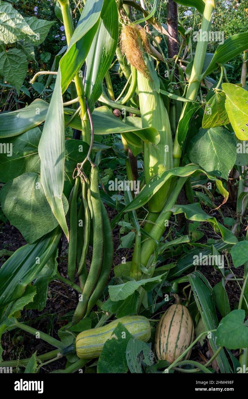 Three sisters method of growing corn (maize), beans and squash as complimentary crops. Stock Photo