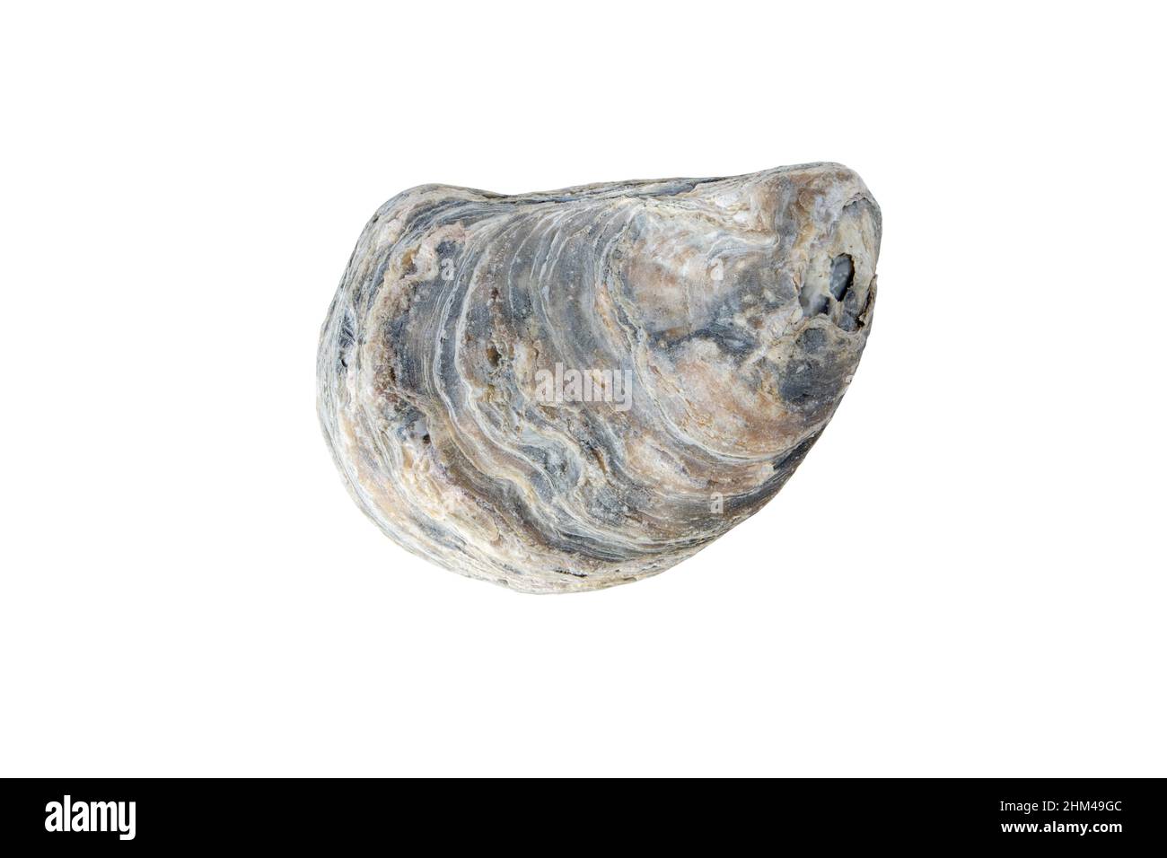 Oyster shell isolated on white. Mollusk seashell. Stock Photo