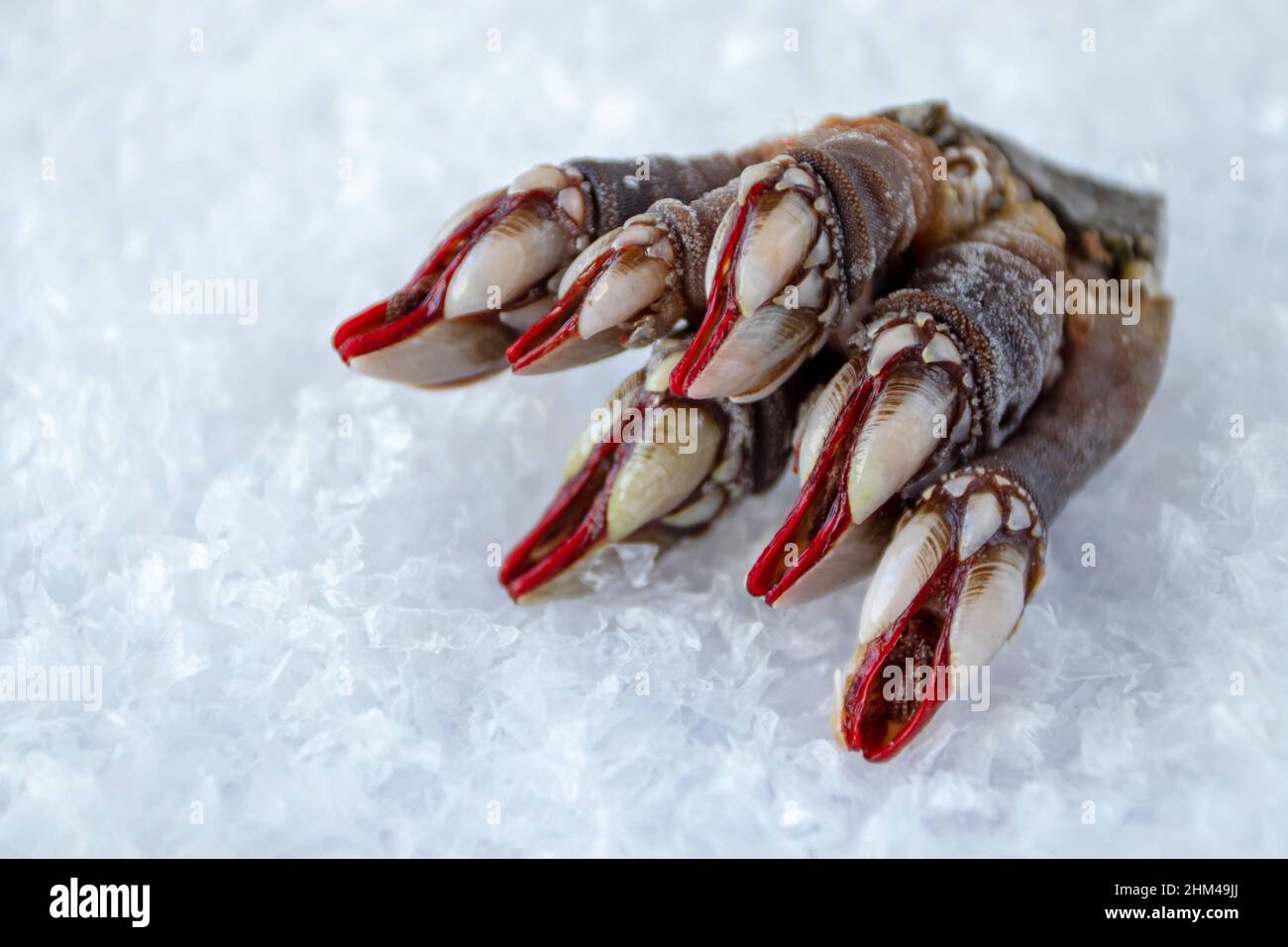 Goose neck barnacle or leaf barnacle seafood bunch on the ice.Pollicipes pollicipes Stock Photo
