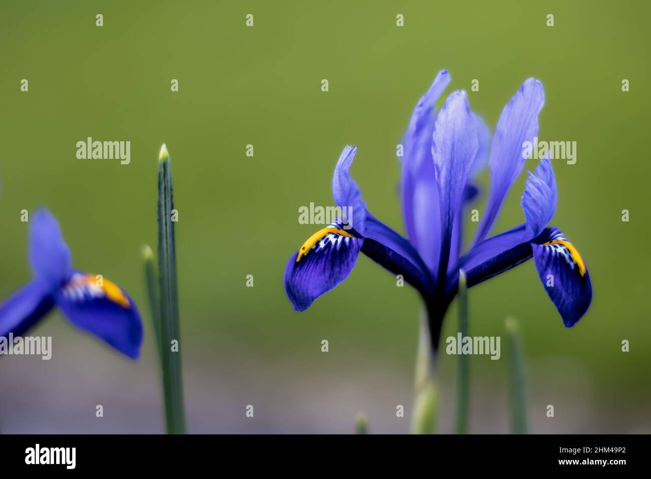 Close up of spring flowering Iris reticulata flowers, Bristol, England Stock Photo