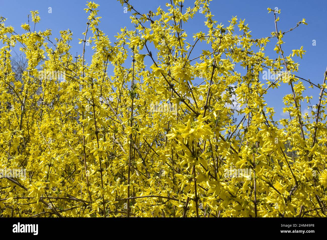 Bright yellow flowering of Forsythia against blue sky with clouds. Shrub from family of Olives (Oleaceae). Most forsythia species originate from China Stock Photo