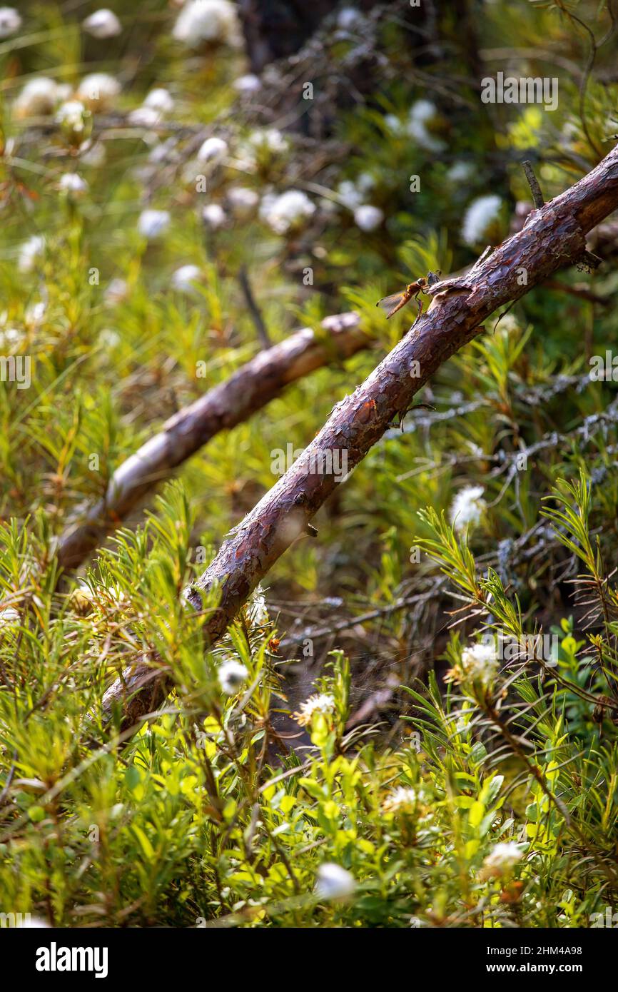 Rhododendron tomentosum, ledum palustre, Marsh Labrador Tea, Northern Labrador Tea or Wild Rosemary, Native To Marshes Stock Photo