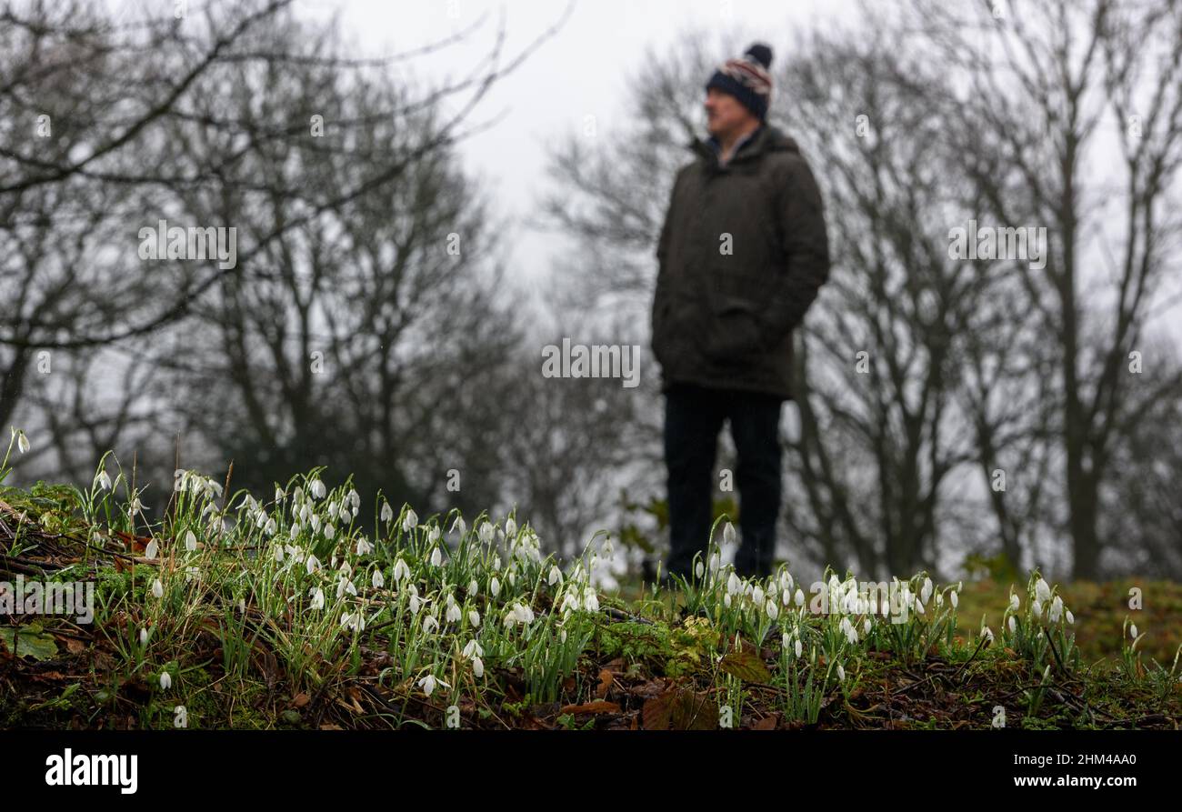 Bolton, Lancashire, UK, Monday February 07, 2022. A beautiful crop of Snowdrops brightens up a dull and damp start to the week at Queen's Park, Bolton. Credit: Paul Heyes/Alamy Live News Stock Photo