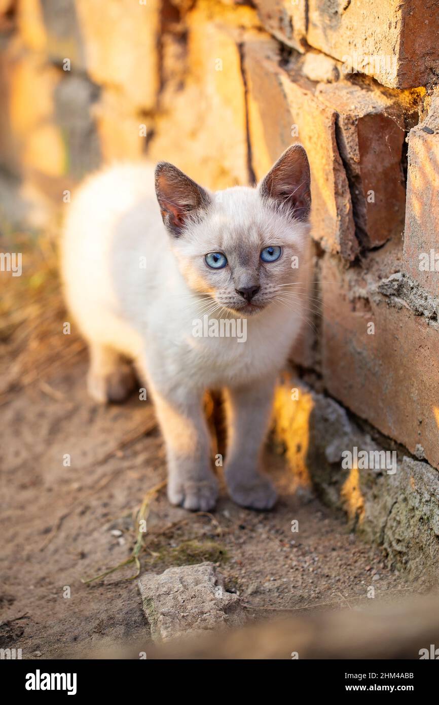 Cute siamese kitten with blue eyes outdoors. Kitten with a brick wall on the background. Shallow depth of field Stock Photo