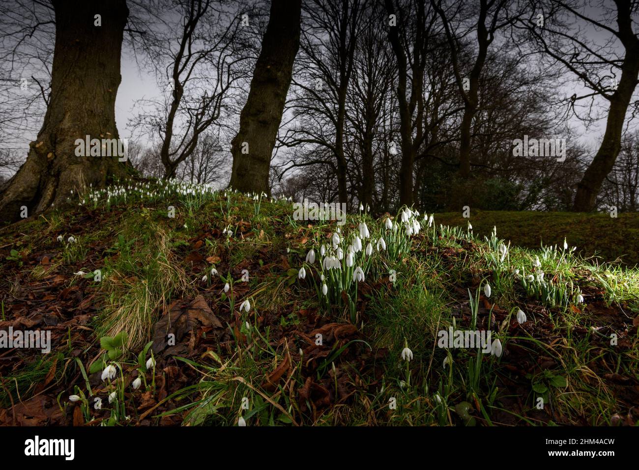 Bolton, Lancashire, UK, Monday February 07, 2022. A beautiful crop of Snowdrops brightens up a dull and damp start to the week at Queen's Park, Bolton. Credit: Paul Heyes/Alamy Live News Stock Photo