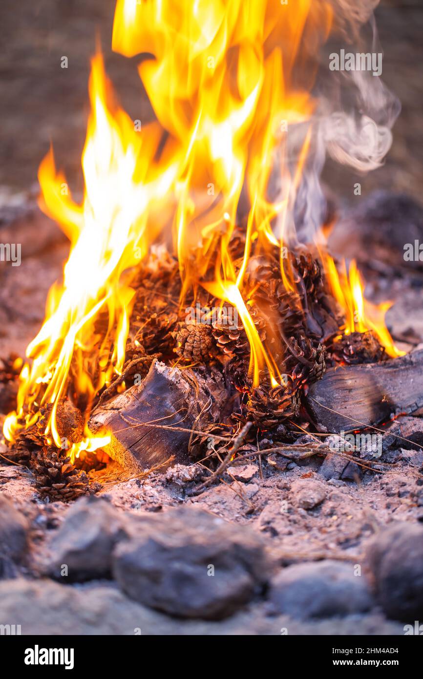 Campfire made out of pine cones. Pine cones burning as a mosquito repellent Stock Photo