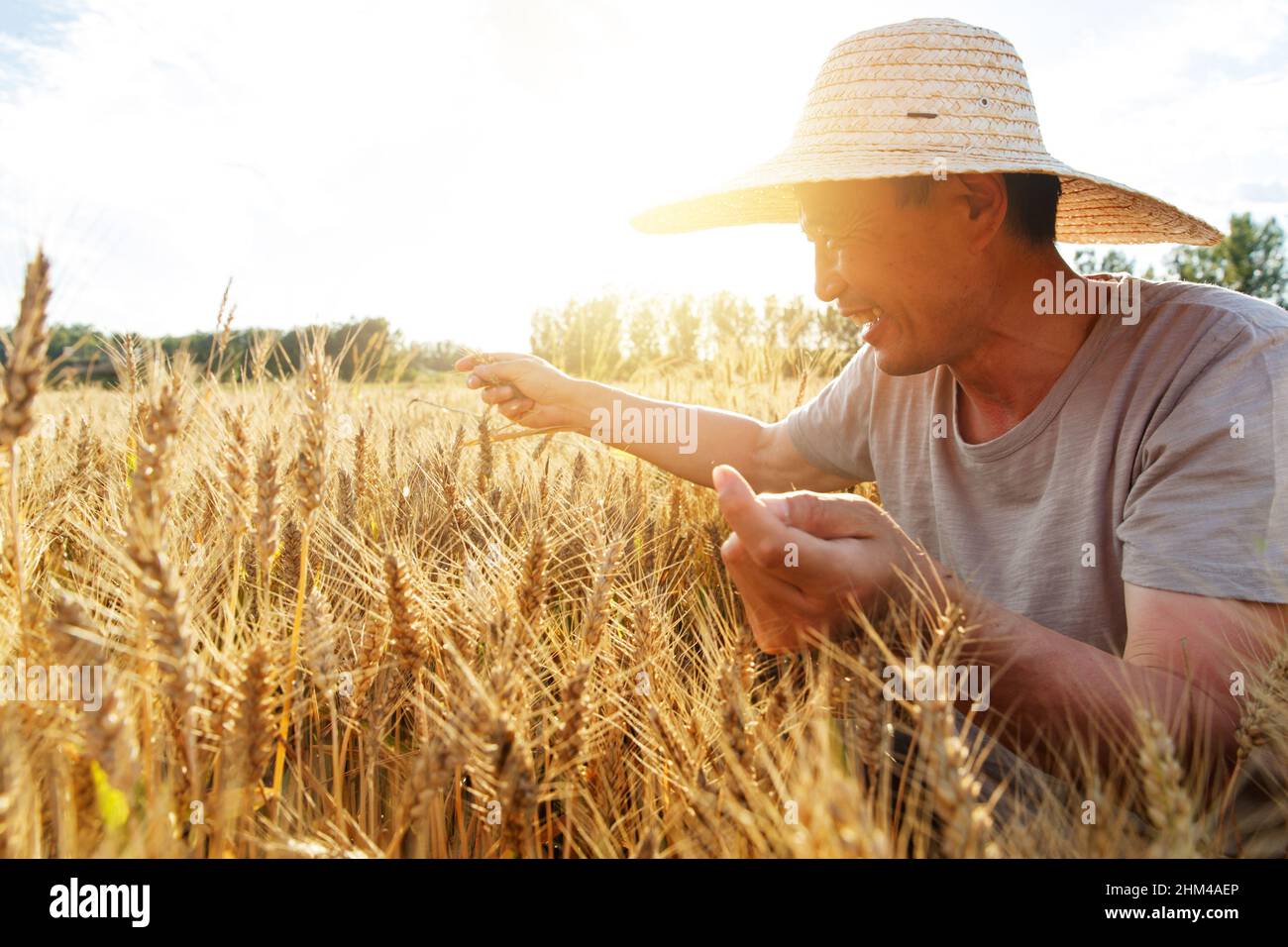 Indian farmers harvesting rice hi-res stock photography and images - Alamy