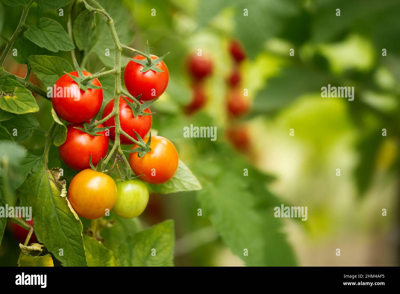 Tasty ripe cherry tomatoes on a vine inside a greenhouse. Shallow depth of field Stock Photo