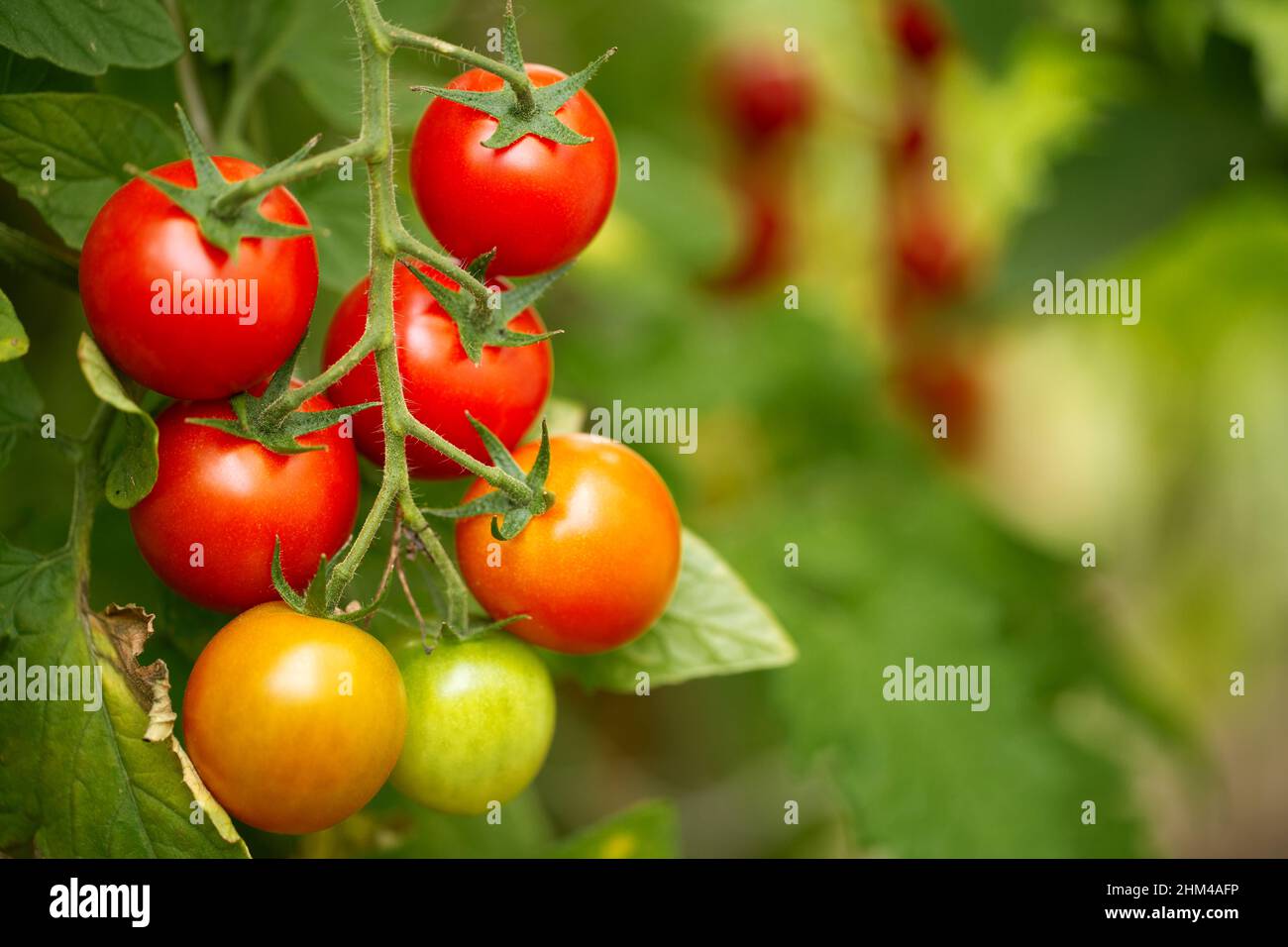 Homegrown ripe cherry tomatoes on a vine inside a greenhouse. Shallow depth of field Stock Photo