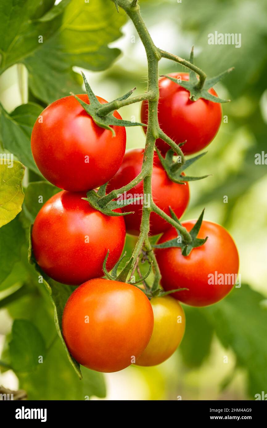 Branch of ripe homegrown tomatoes in greenhouse. Shallow depth of field Stock Photo