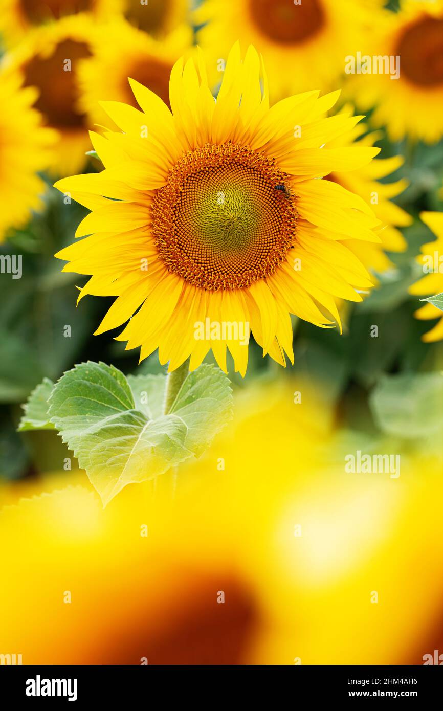 Sunflower flower in a field. Bright sunflower on a hot summer day with a little bee on a petal Stock Photo
