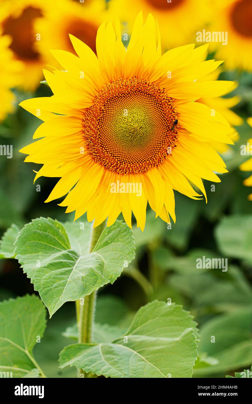 Colorful sunflower flower in a field on a warm sunny summer day Stock Photo