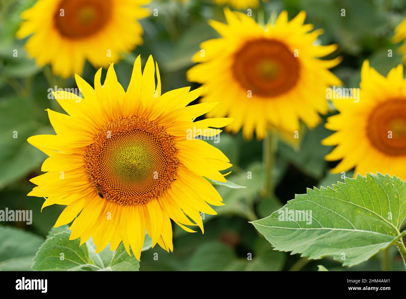 Close up on a bright sunflower on a hot summer day Stock Photo