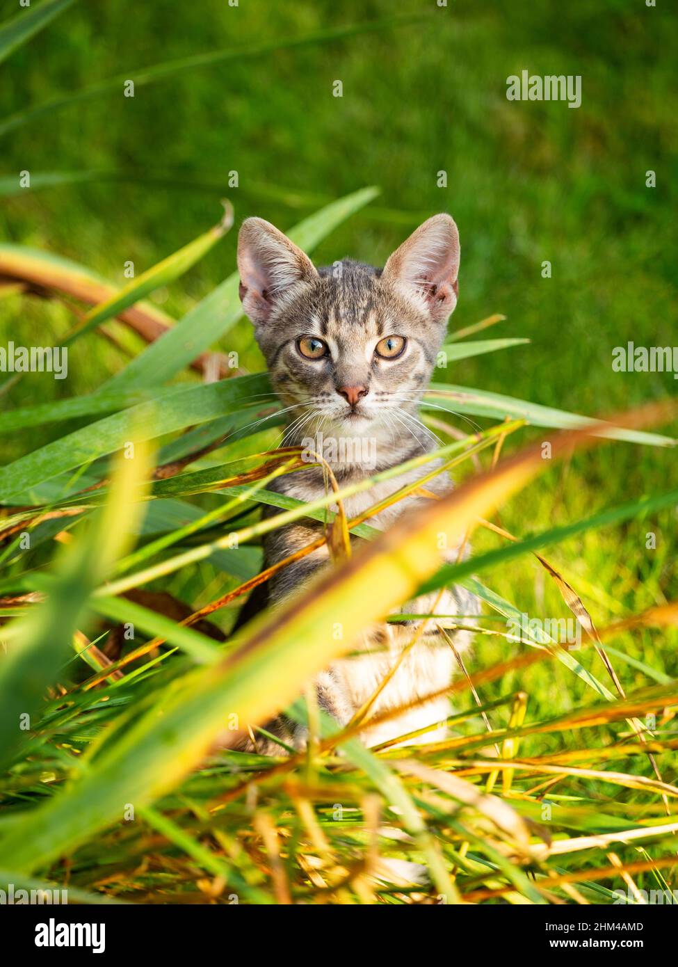 Cute kitten in a garden among flowers. Young kitten portrait outdoor Stock Photo