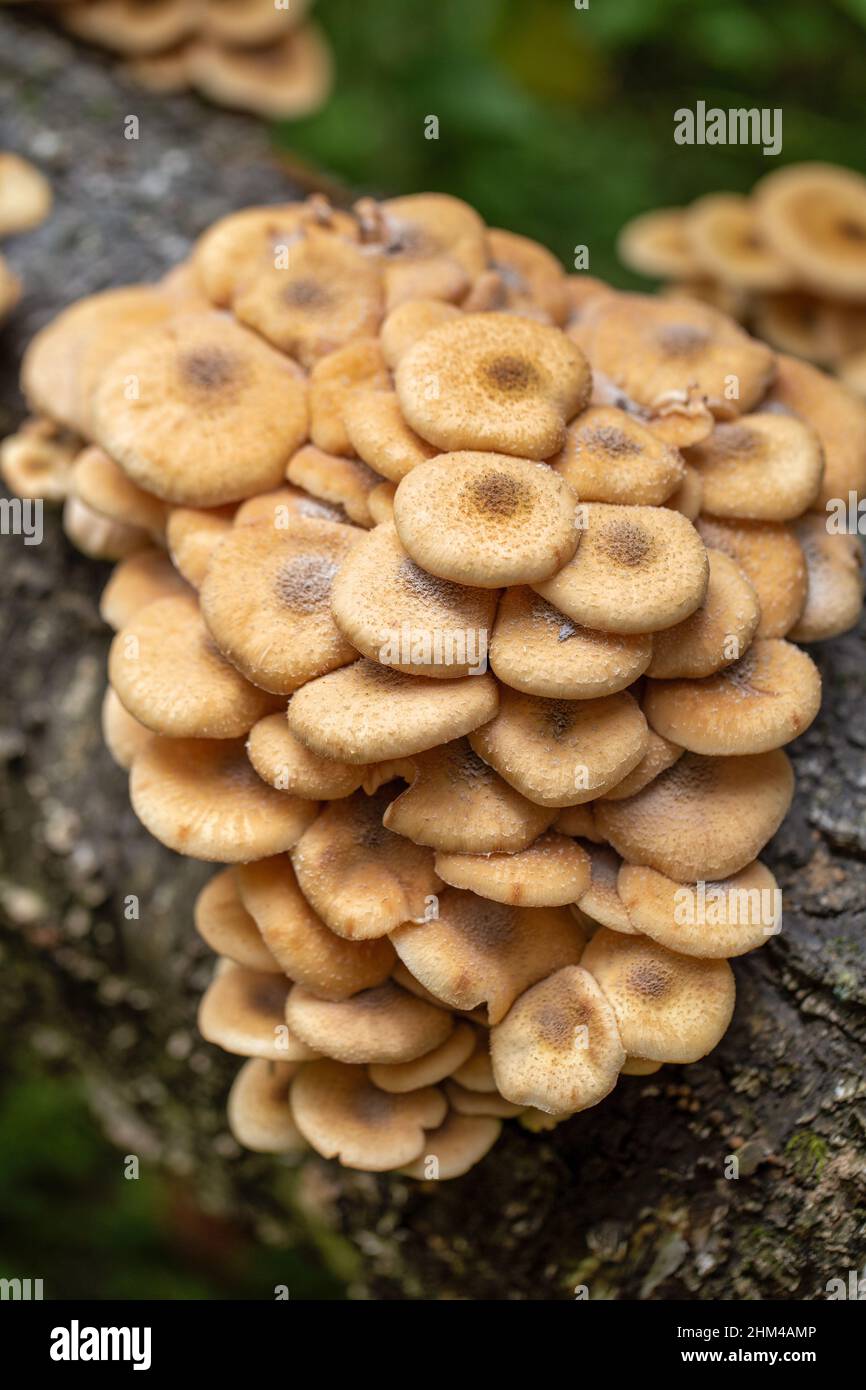 Group of edible mushrooms Armillaria mellea growing on a wood stump in autumn forest. Honey mushroom growing in the wild Stock Photo