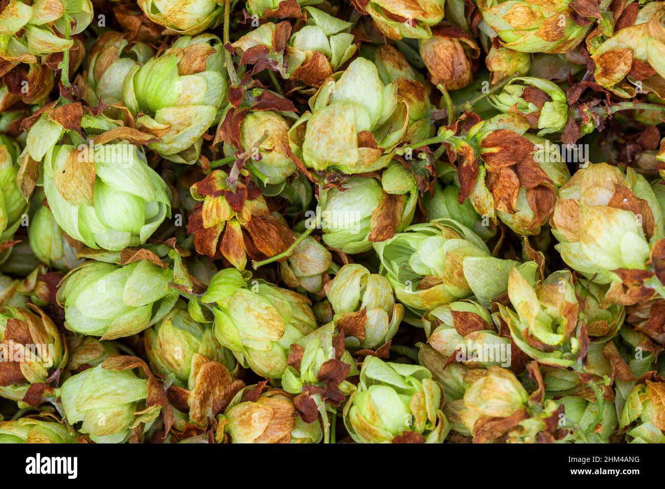 Fresh dried hop cones macro Stock Photo