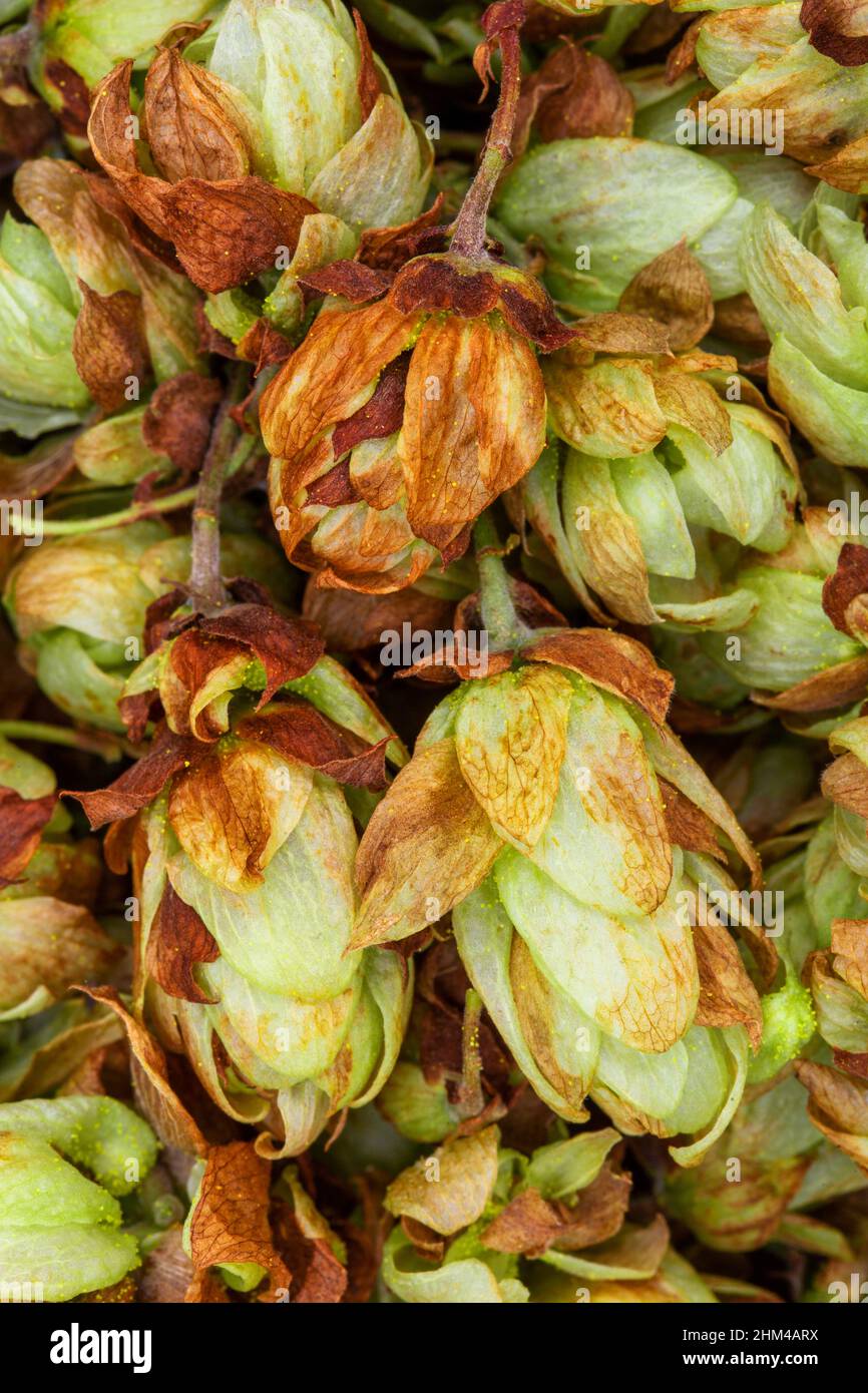 Fresh dried hop cones macro. Brewing beer ingridient Stock Photo