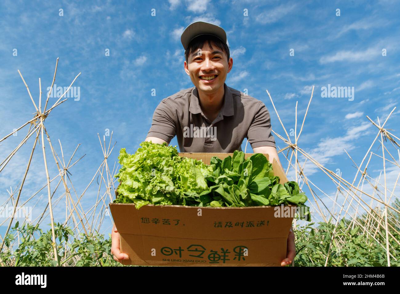 Vegetable patch with the Courier of fresh vegetables Stock Photo Alamy