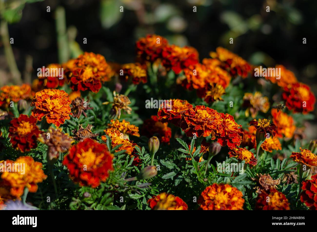 Beautiful orange flowers in a flower bed. Tagetes is a genus of annual or perennial, mostly herbaceous plants in the sunflower family Asteraceae. Sele Stock Photo