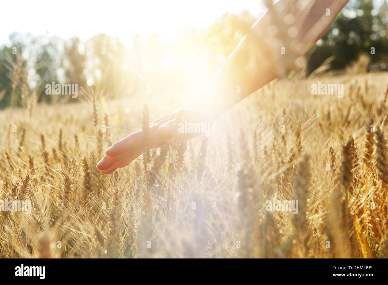 Farmers in the catcher in light fondle grain Stock Photo