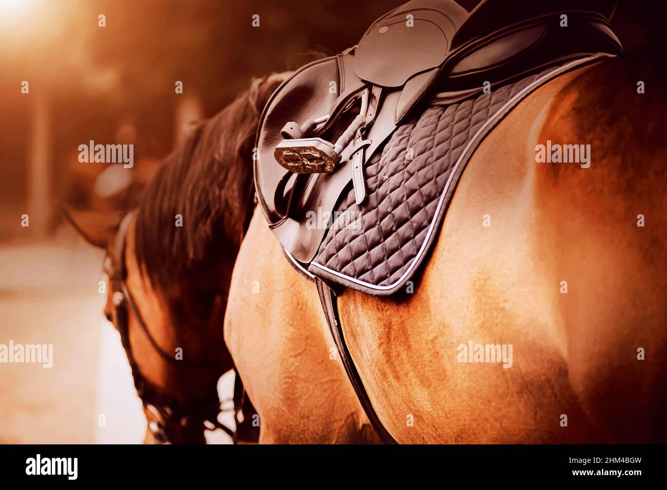 The bay horse is wearing a leather saddle, a dark saddlecloth and a stirrup on a sunny day. Equestrian sports and ammunition. Dressage competitions. Stock Photo