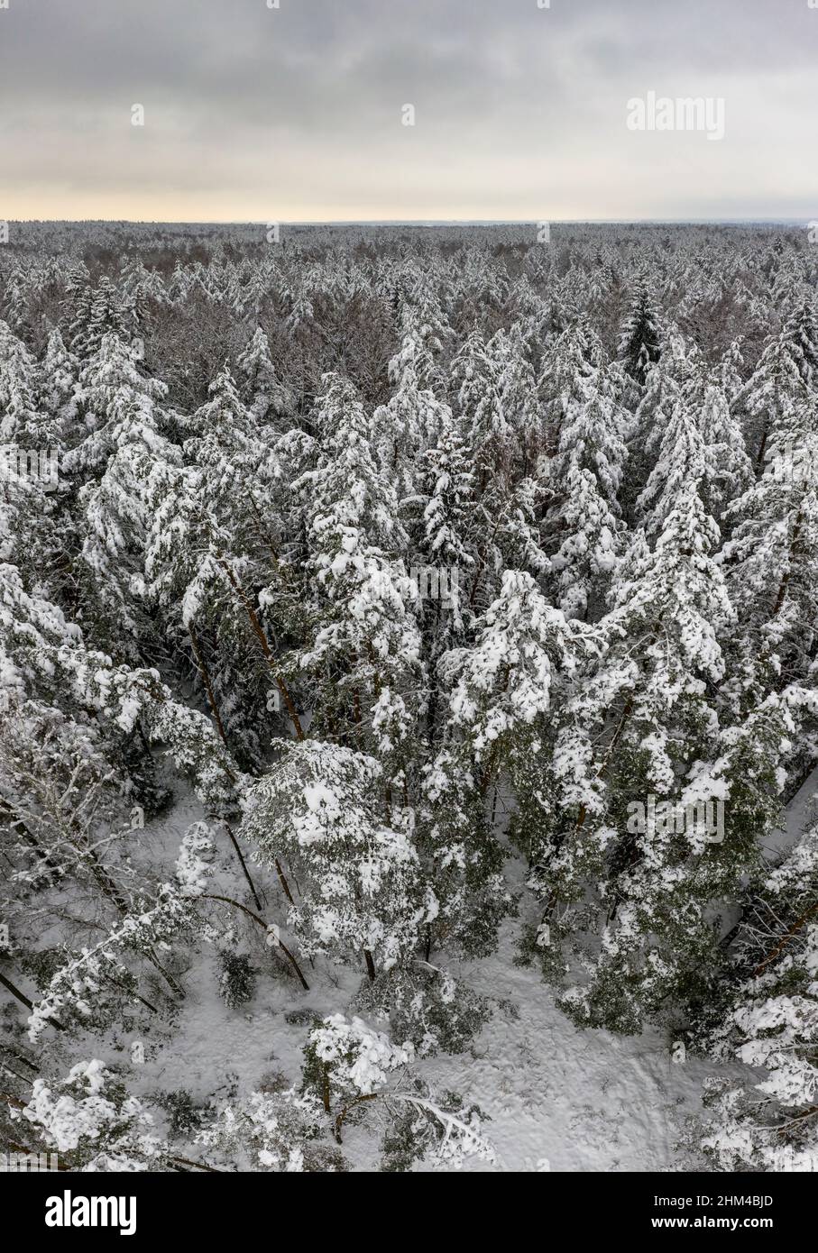 Winter forest covered in snow and hoarfrost. Aerial view on a winter forest nature in countryside Stock Photo