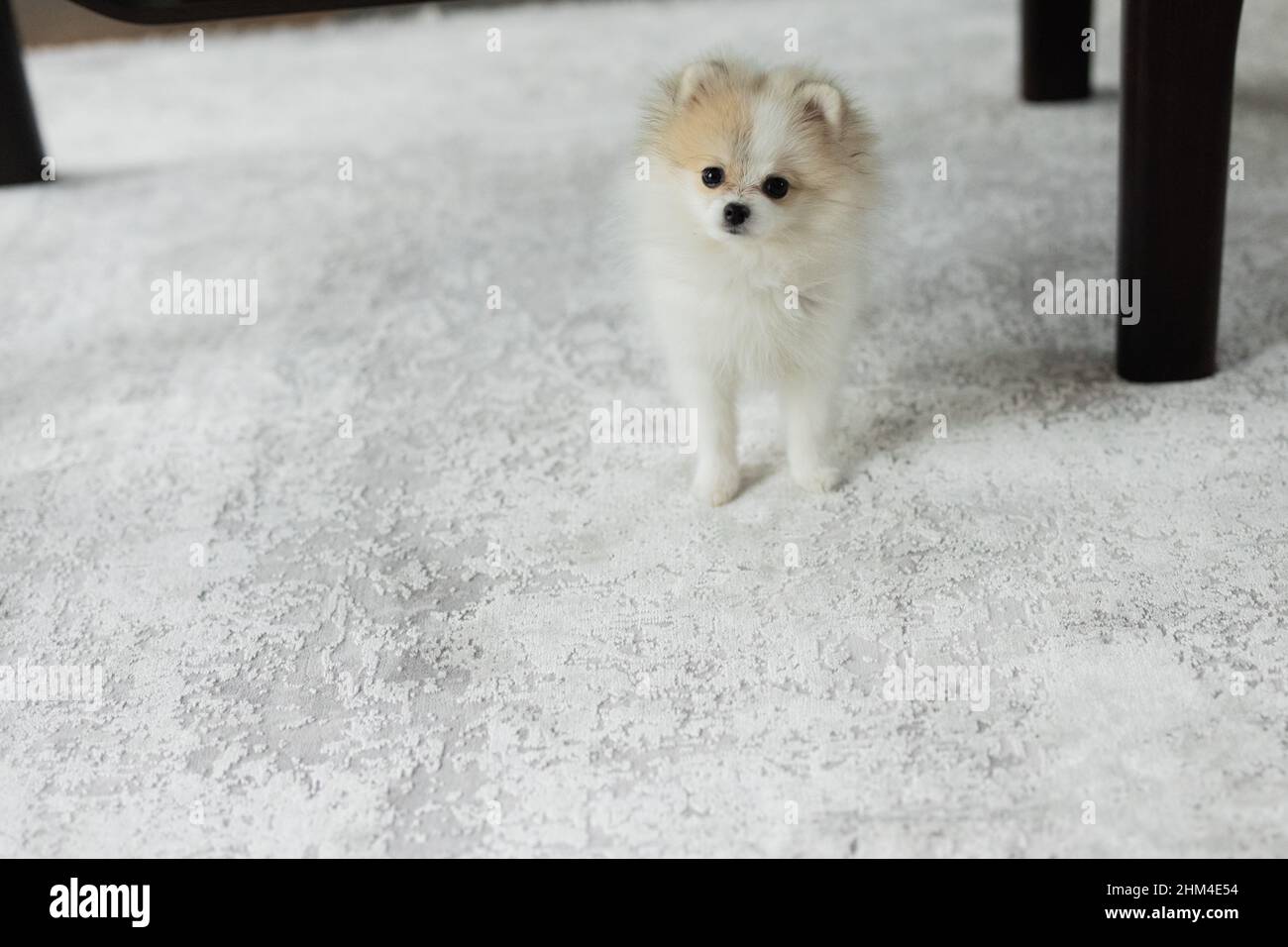 Senden, Germany. 30th Jan, 2022. Dwarf spitz Bijou (4 months old) is in the living room of the Wijnvoords. Credit: Rolf Vennenbernd/dpa/Alamy Live News Stock Photo