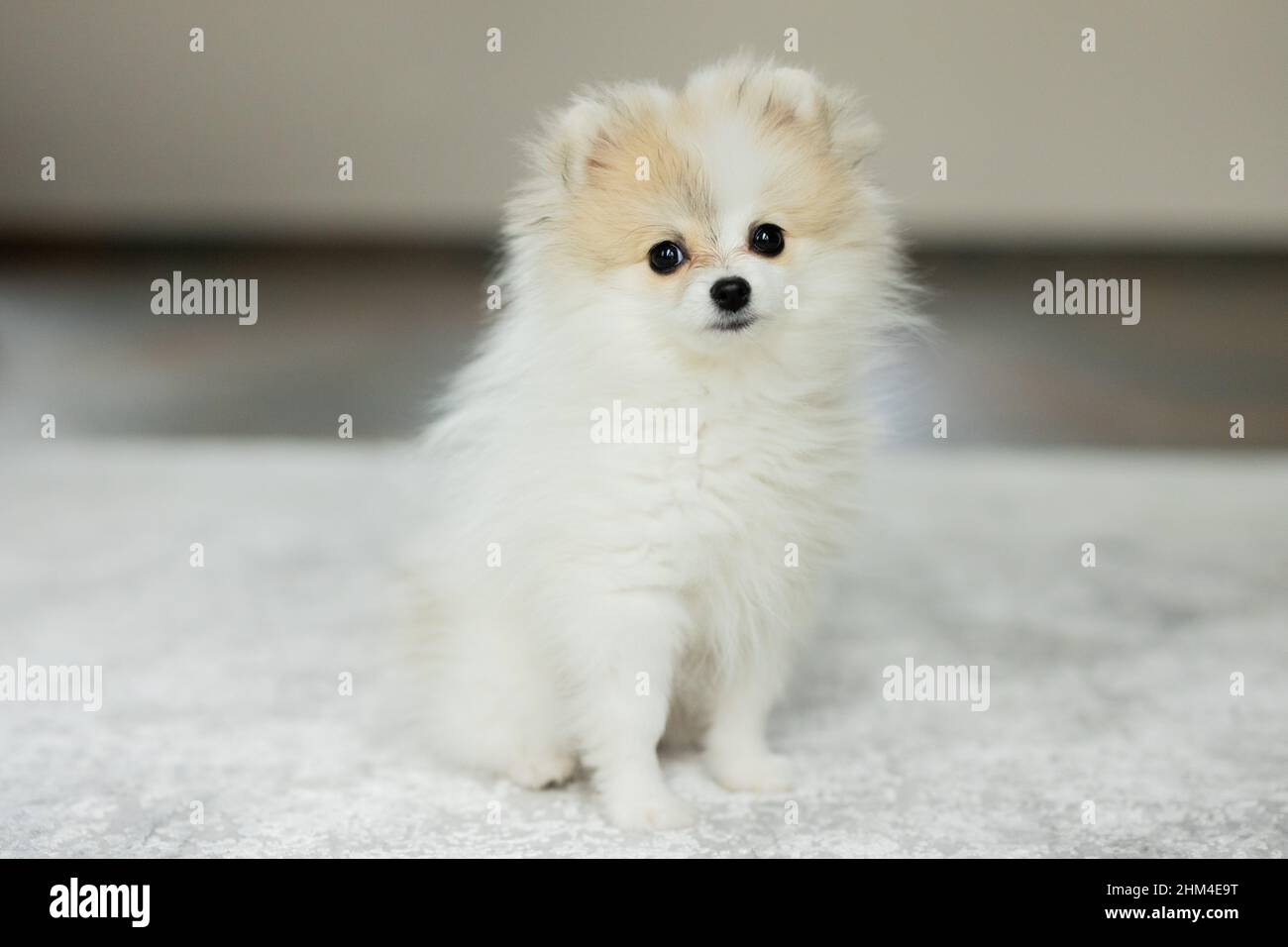 Senden, Germany. 30th Jan, 2022. Dwarf spitz Bijou (4 months old) is in the living room of the Wijnvoords. Credit: Rolf Vennenbernd/dpa/Alamy Live News Stock Photo