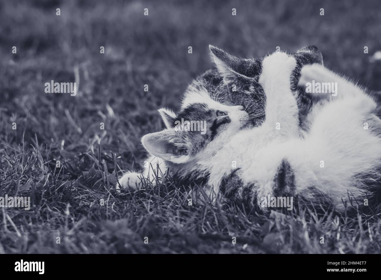 cat having fun with cat babies in the garden Stock Photo Alamy