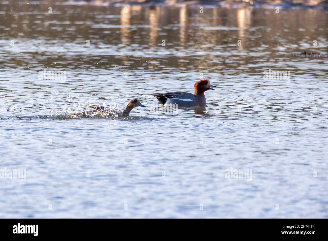 First Strike!  While photographing a pair of Pochard Ducks, a large fish bites the rear of a smaller duck and drags it below the surface Stock Photo