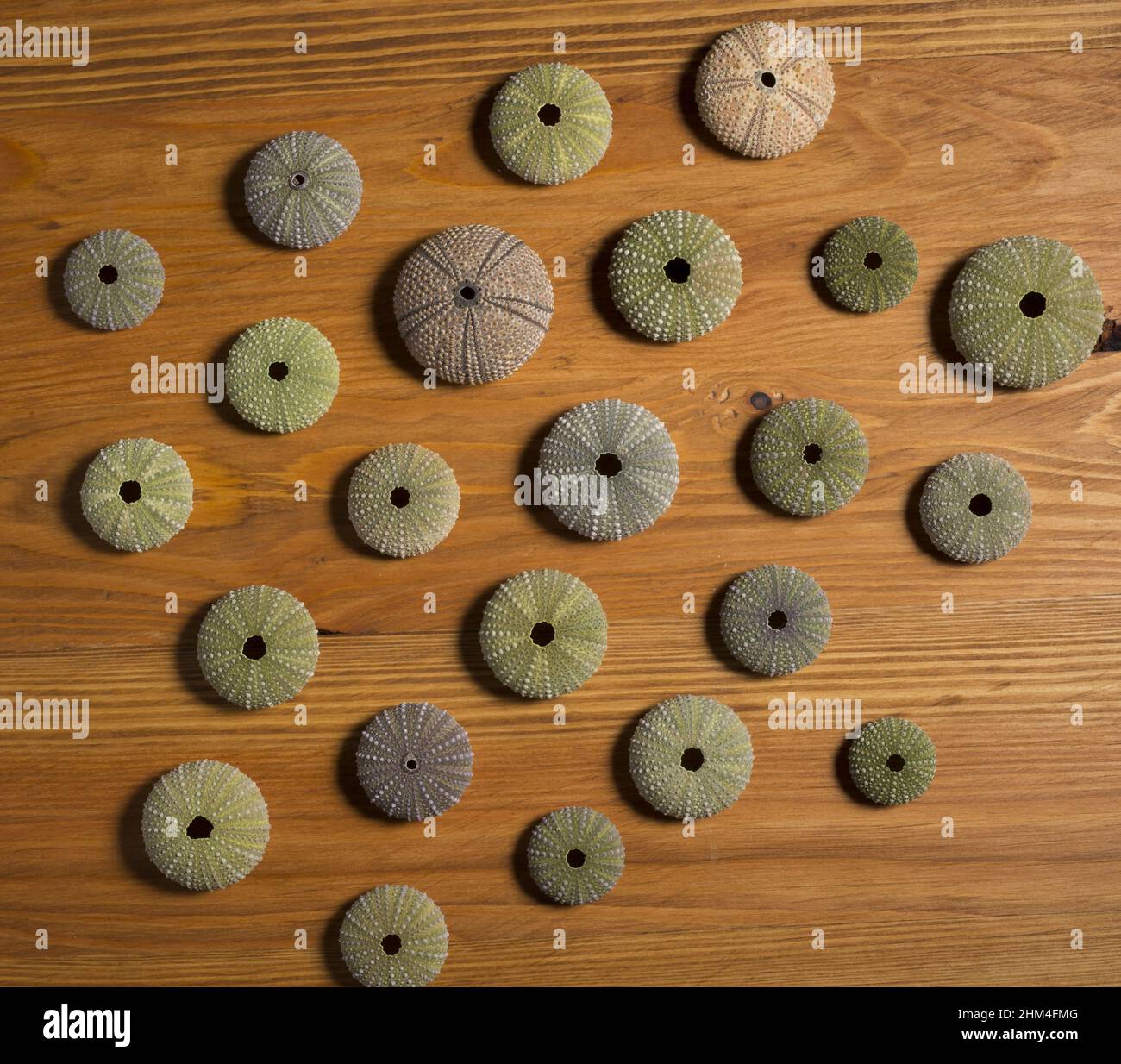 sea urchins on wooden  texture Stock Photo