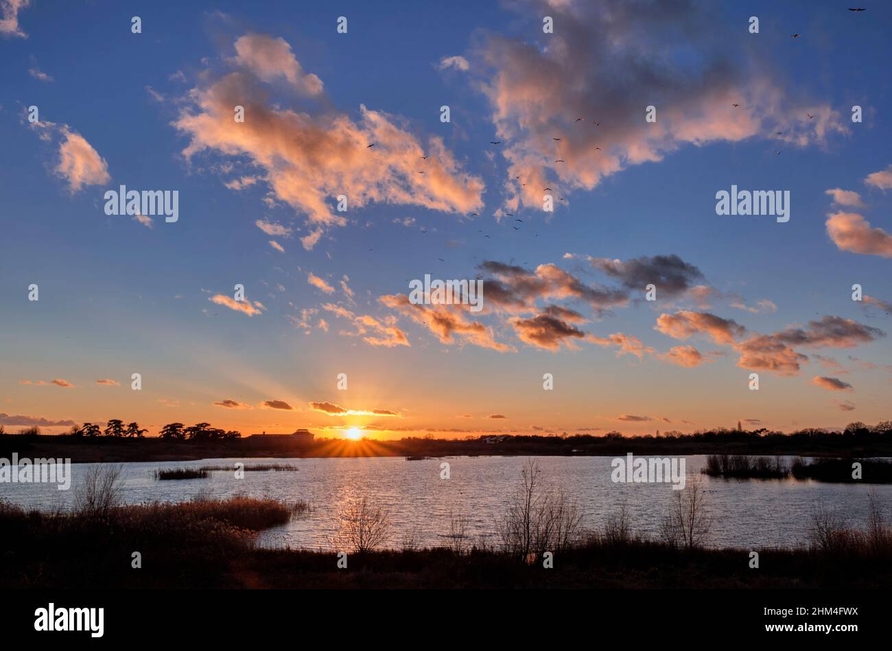 Sunset over Molesey Reservoirs Nature Reserve with gulls flying over on the way to where they roost. West Molesey, Surrey, UK. Stock Photo