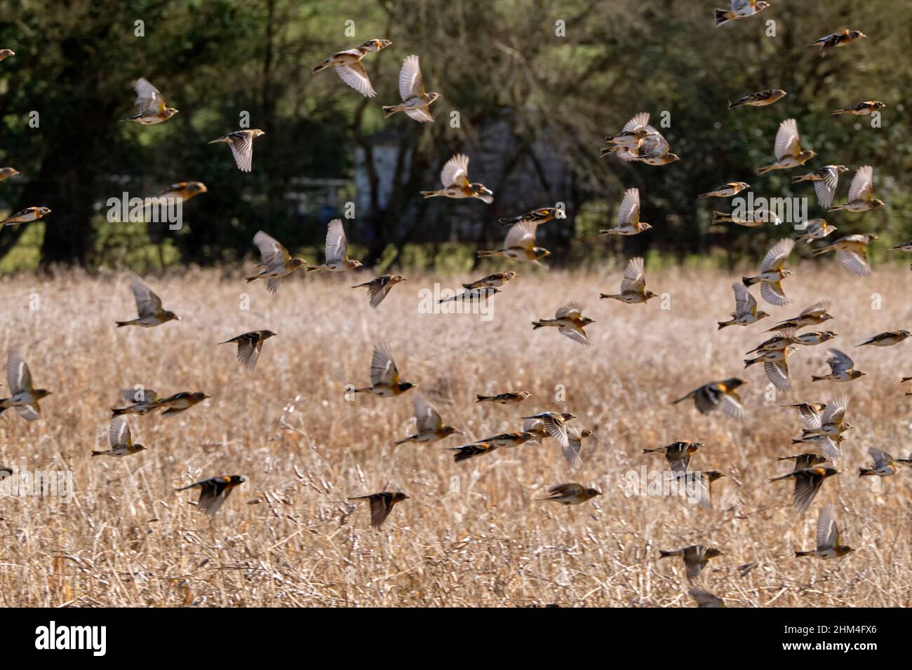 Flock of Brambling, a winter visitor to the UK. Reigate, Surrey, England. Stock Photo