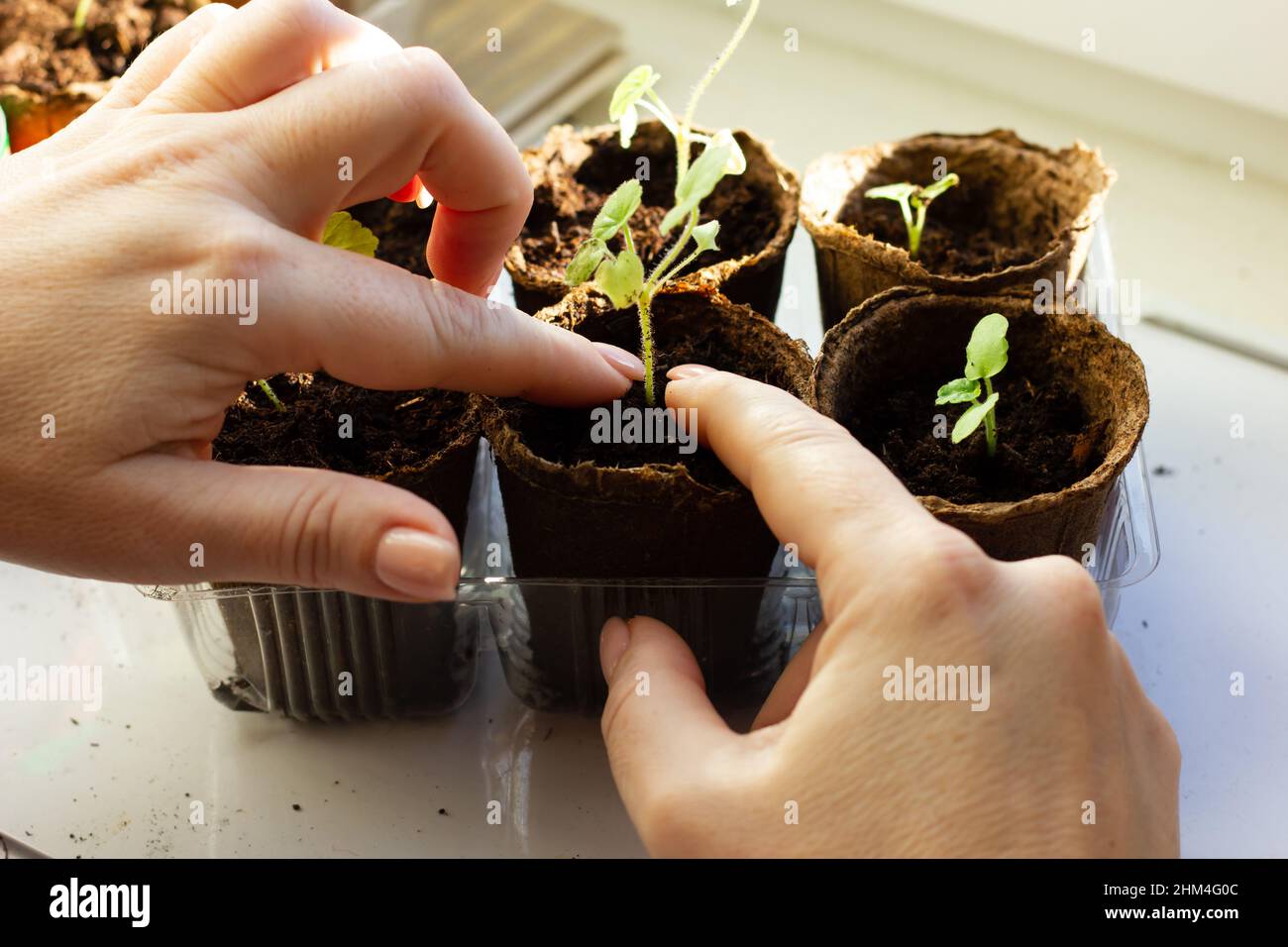 The process of transplanting seedlings of geranium flowers. Young shoots are transplanted into peat pots. Stock Photo