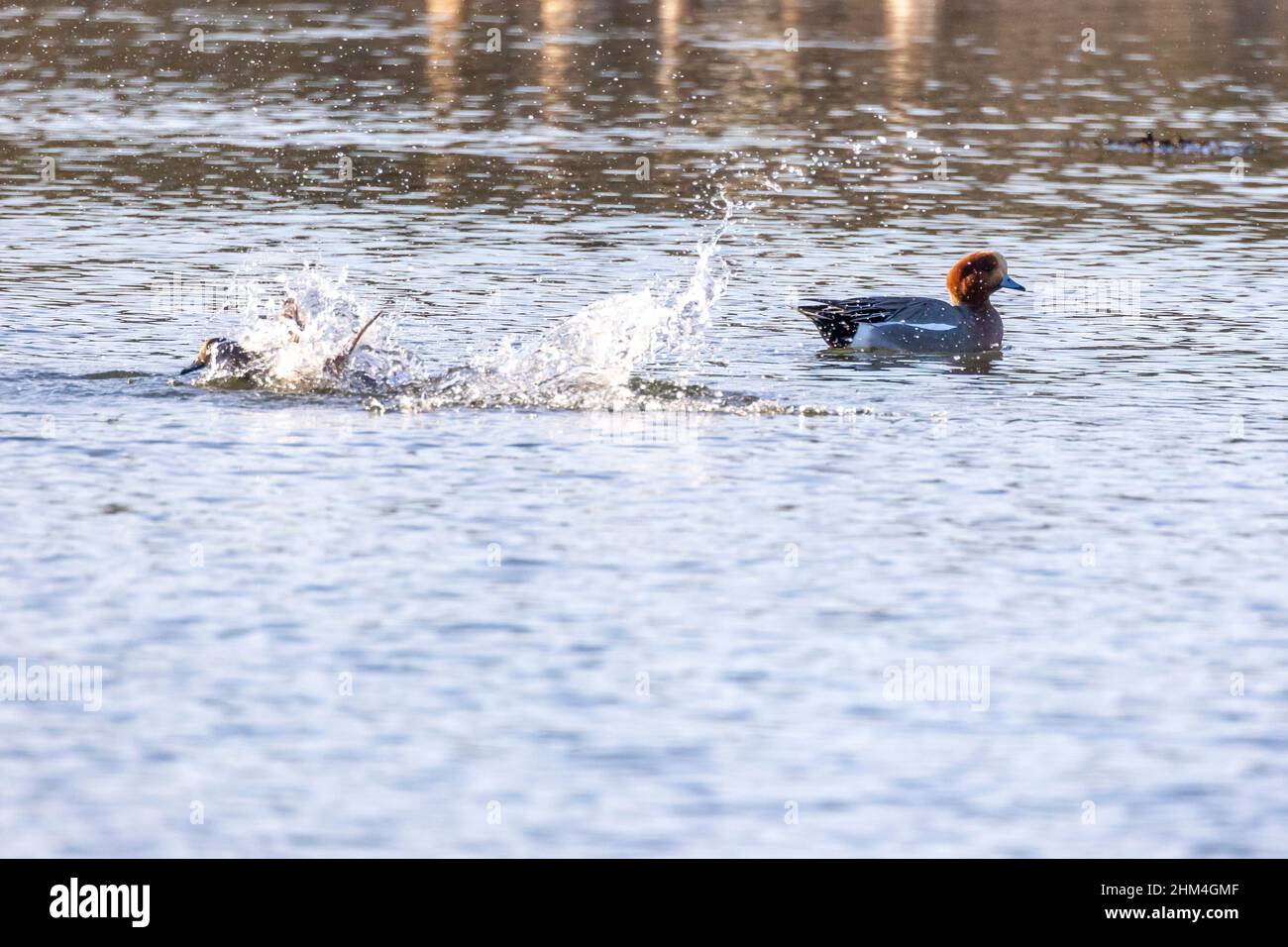 Duck tries to escape! While photographing a pair of Pochard Ducks, a large fish bites the rear of a smaller duck and drags it below the surface Stock Photo
