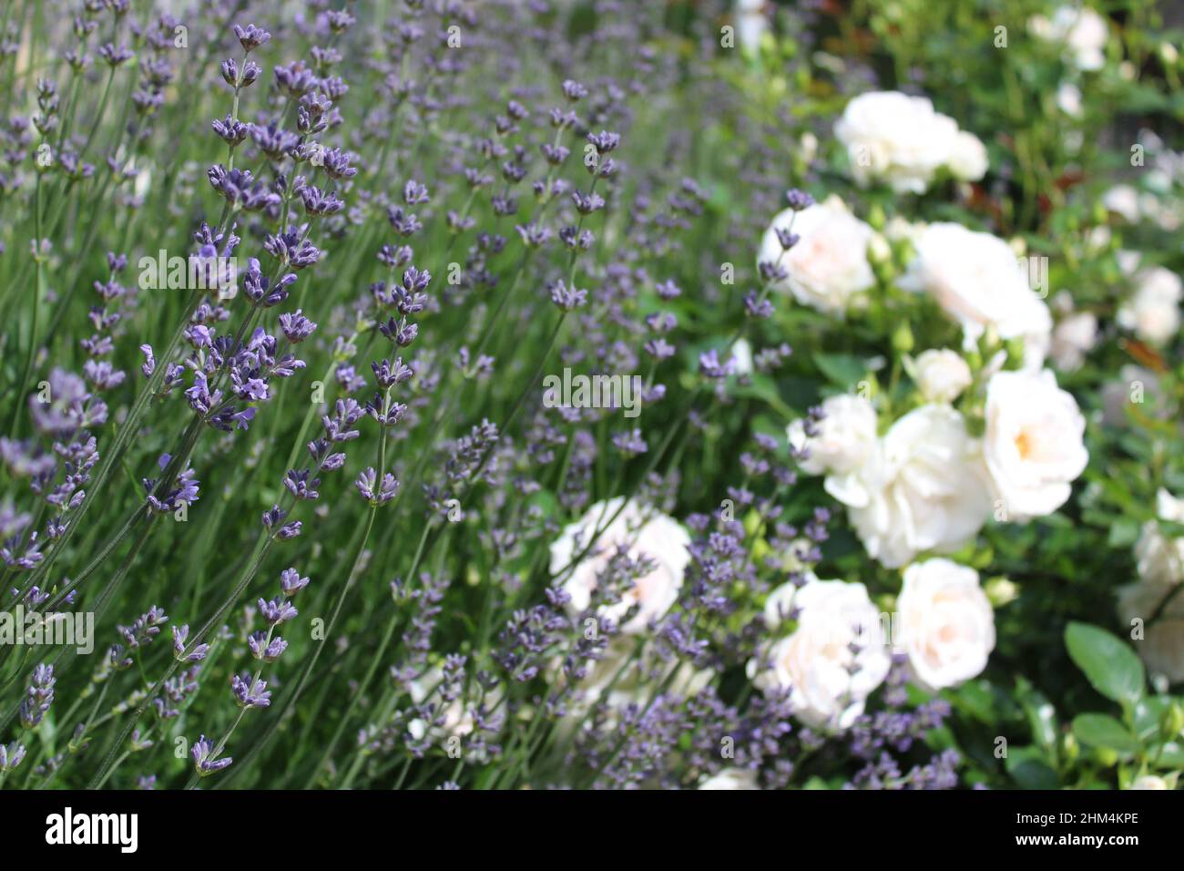 White roses lavender in hi-res stock photography and images - Alamy