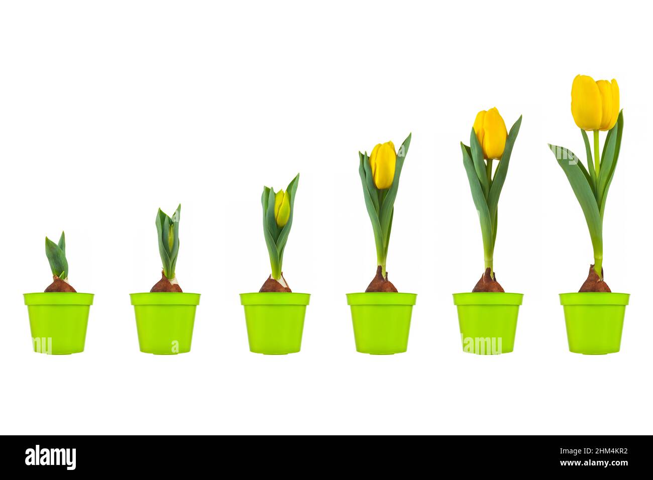 Bulb yellow flower hires stock photography and images Alamy